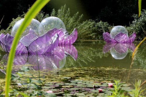 &quot;Lotus Flowers&quot; - from Wolfgang Semmelrock, presented with support from Chapter 4